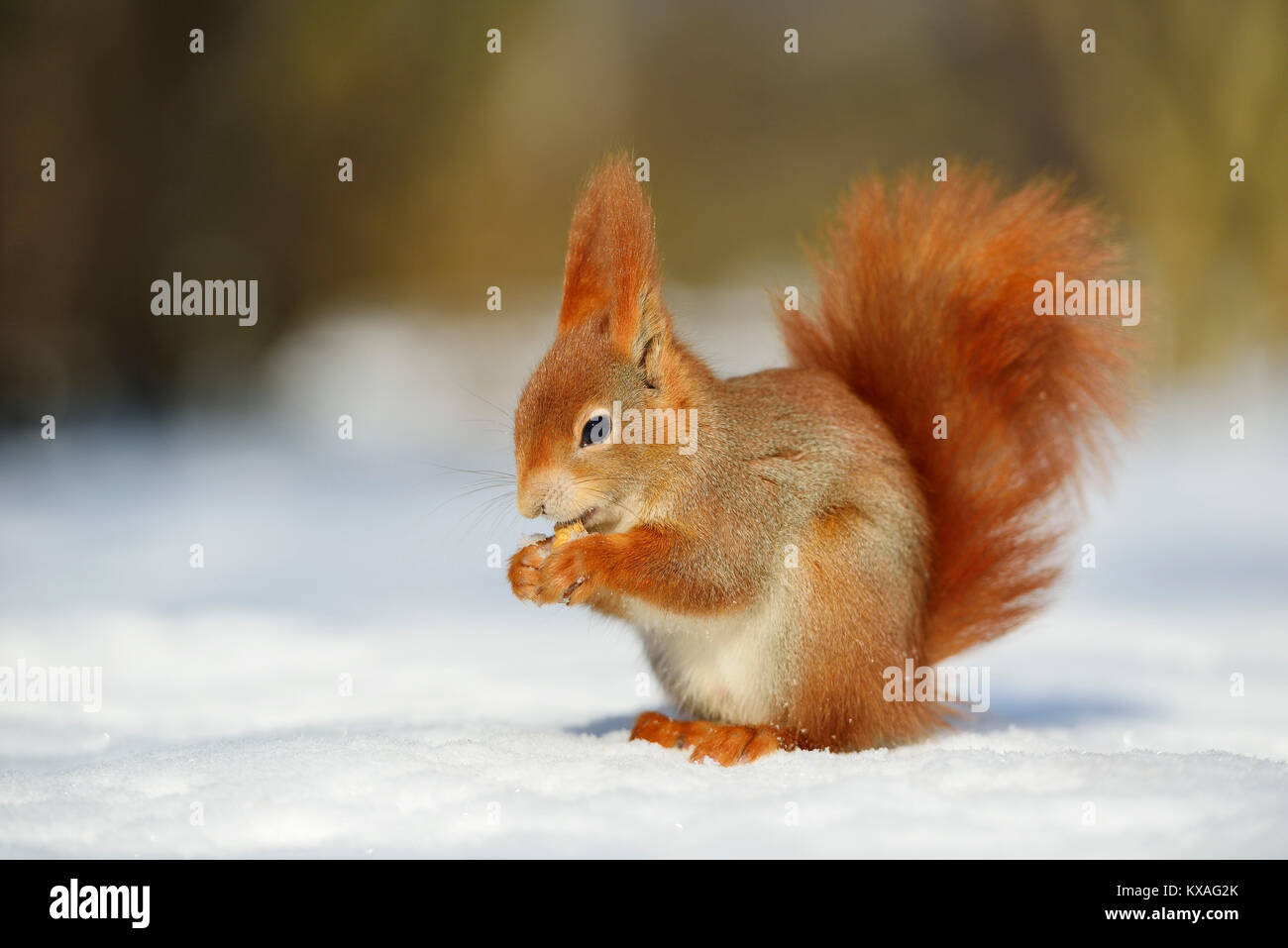 Eurasian red scoiattolo (Sciurus vulgaris) nella neve mentre mangia,Sassonia, Germania Foto Stock