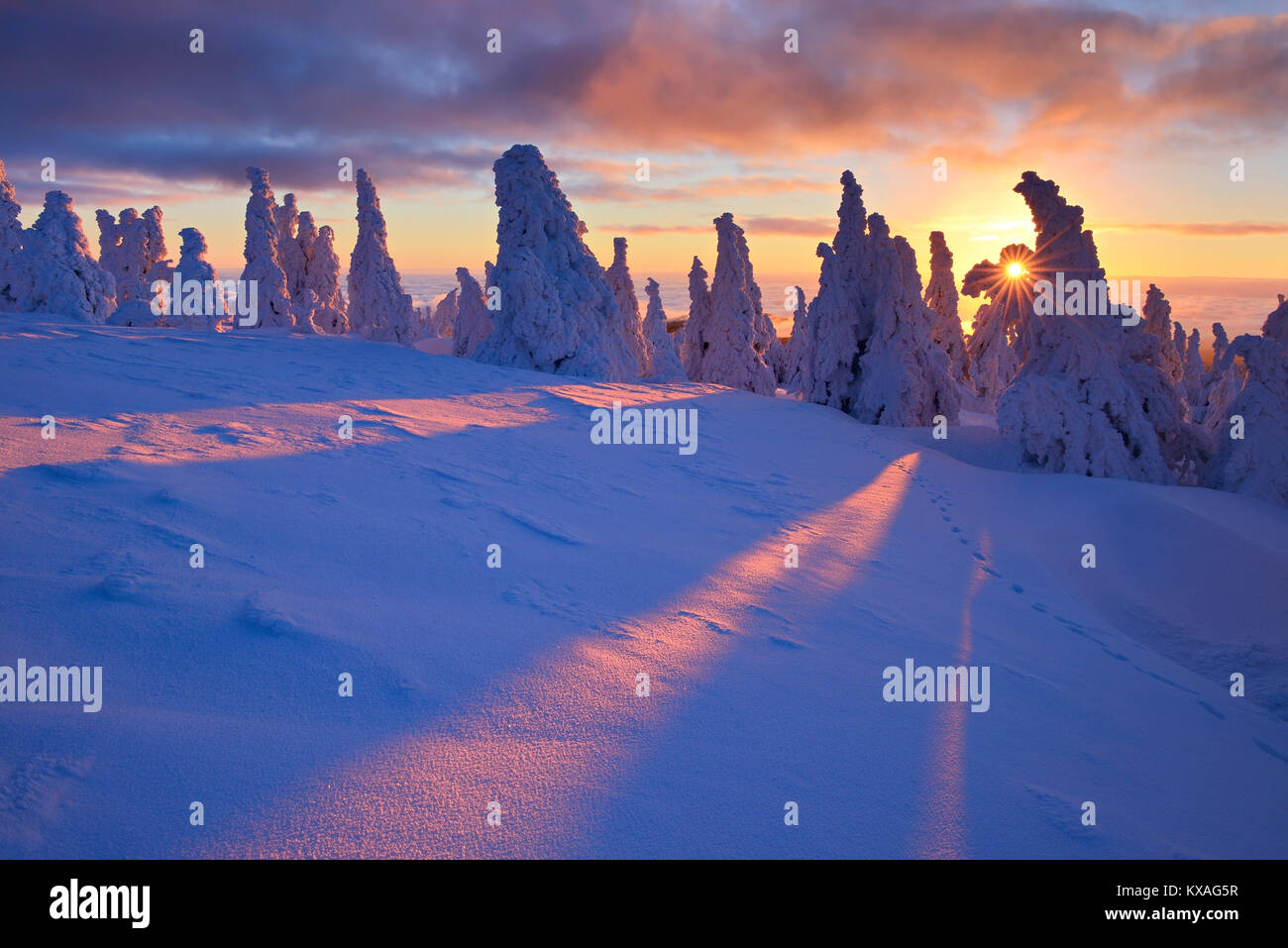Alba sul Brocken,l'inverno,sole splende attraverso deep snowy abeti,Parco Nazionale di Harz,Sassonia-Anhalt, Germania Foto Stock
