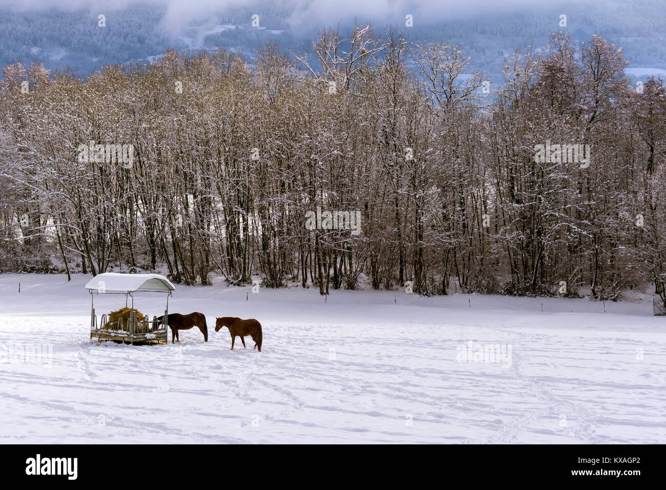 Cavalli in inverno su un gelido giorno sul paddock pascolo con la neve Foto Stock