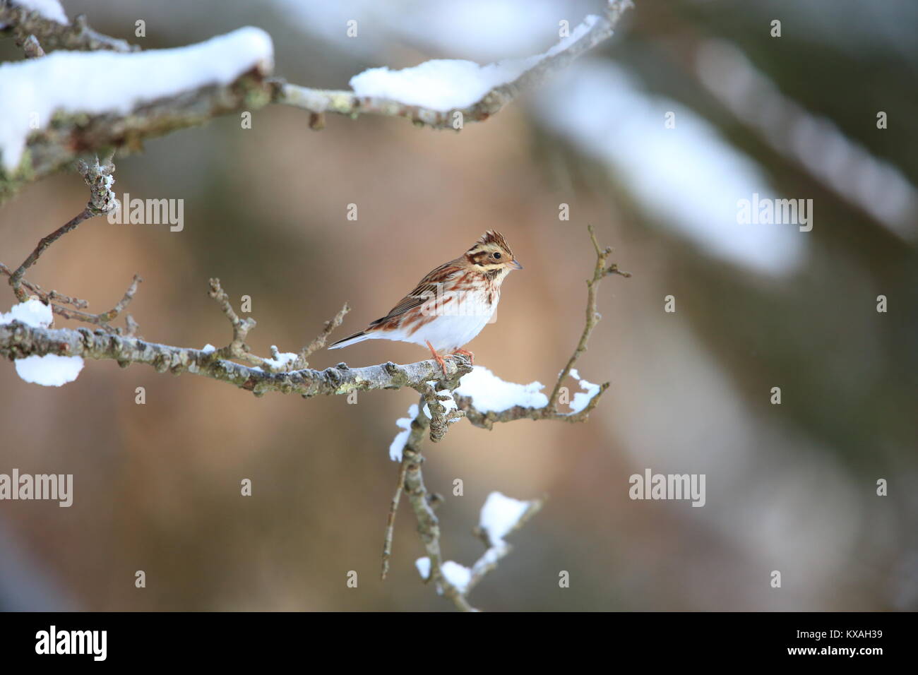 Rustico bunting (Emberiza rustica) in Giappone Foto Stock