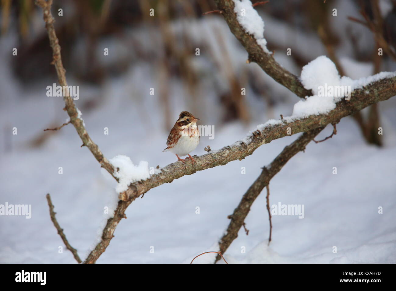 Rustico bunting (Emberiza rustica) in Giappone Foto Stock