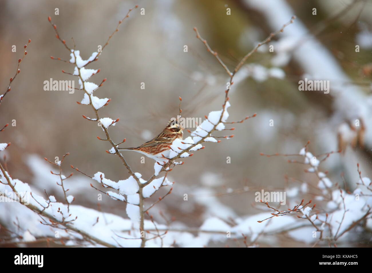 Rustico bunting (Emberiza rustica) in Giappone Foto Stock