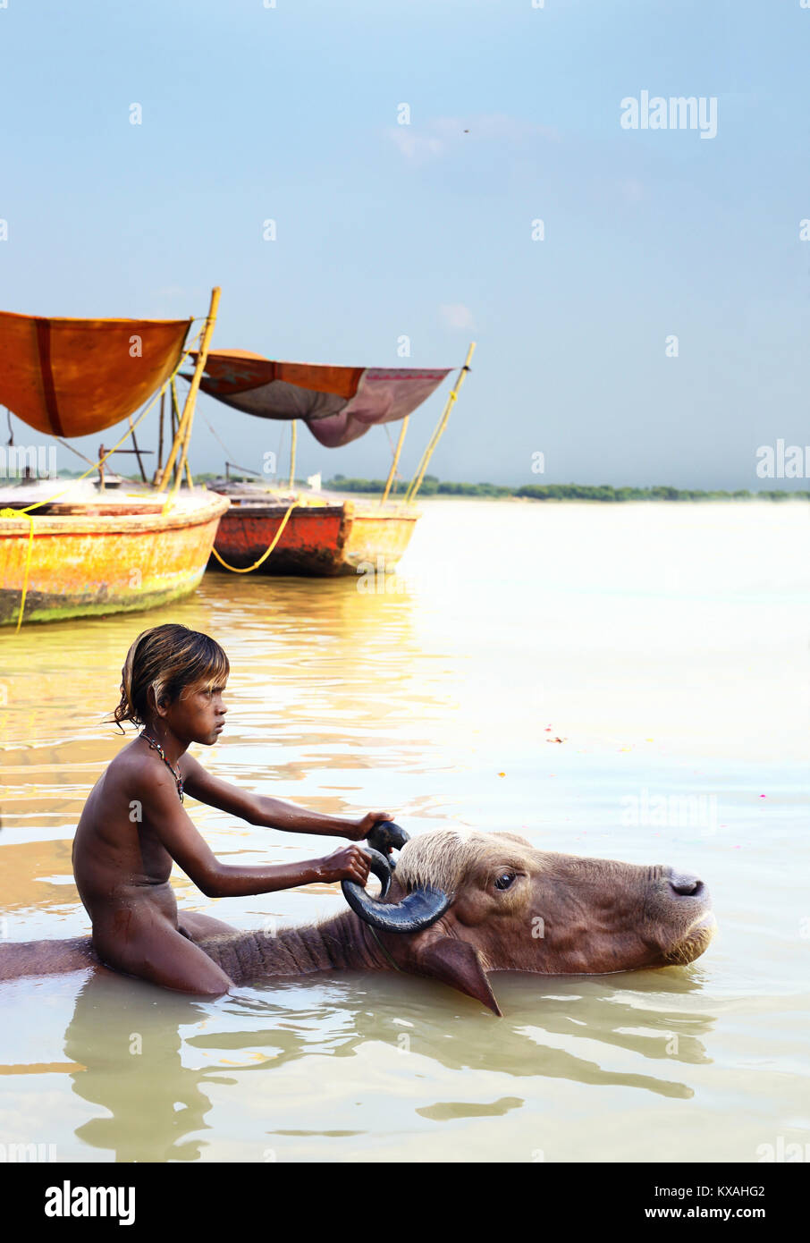 Little Indian boy nuoto con bull nel fiume Gange, Varanasi, India Foto Stock