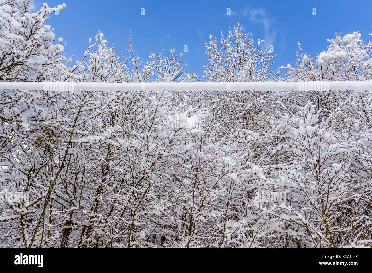 Cespugli e rami ricoperti di neve fresca con cielo blu Foto Stock