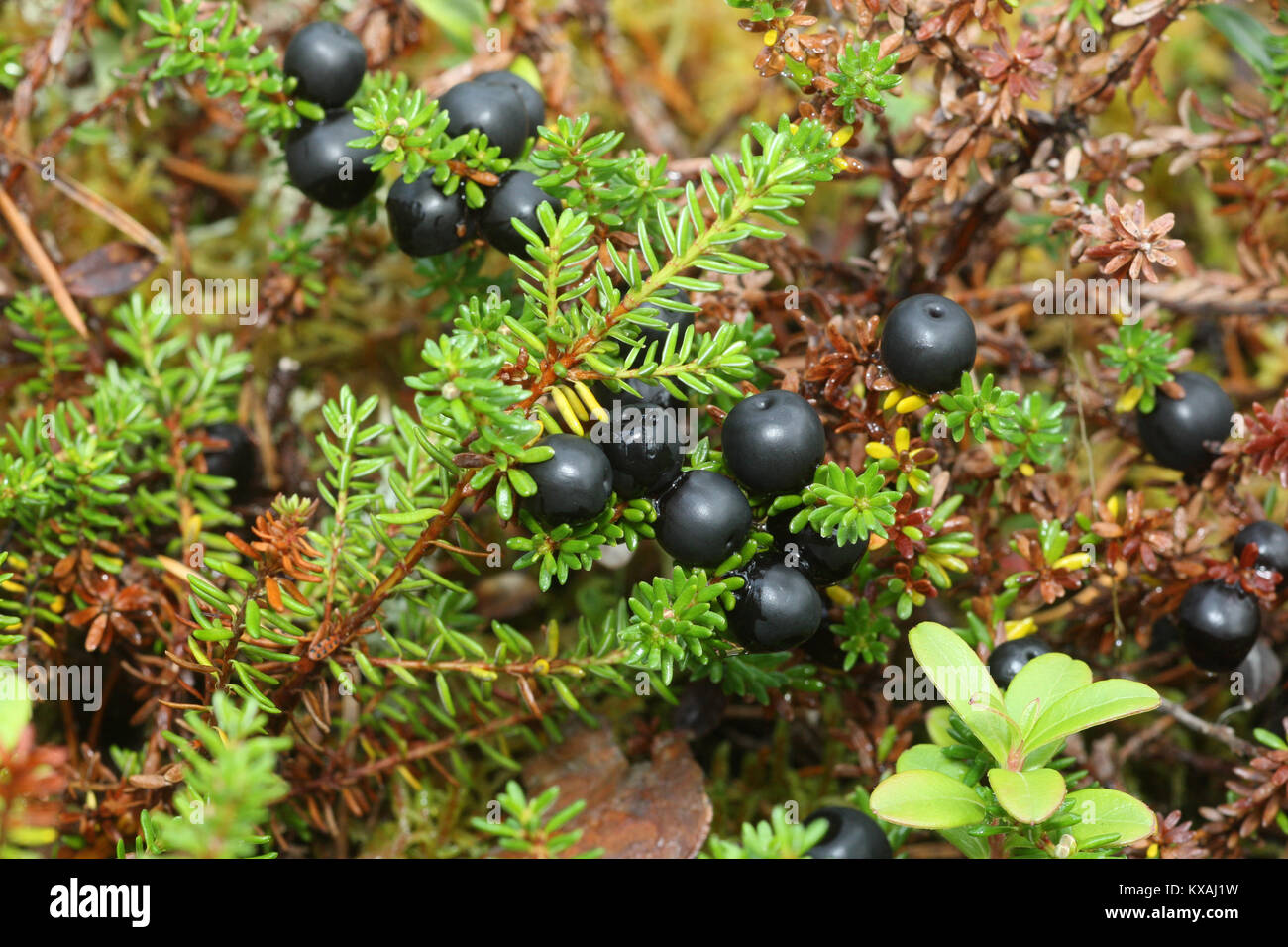 Crowberries (Empetrum nigrum) Tundra, Lapponia, Norvegia Foto Stock