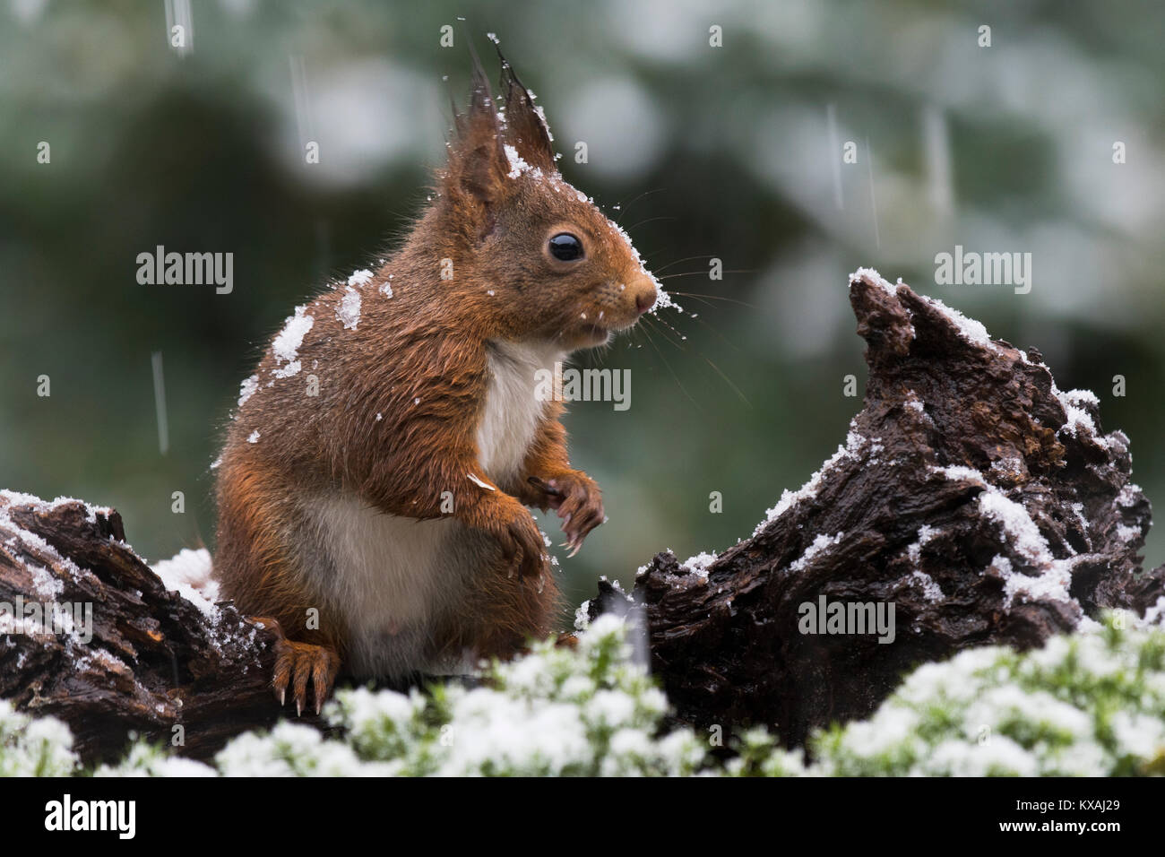 Eurasian red scoiattolo (Sciurus vulgaris) in caso di nevicata, Bassa Sassonia, Germania Foto Stock