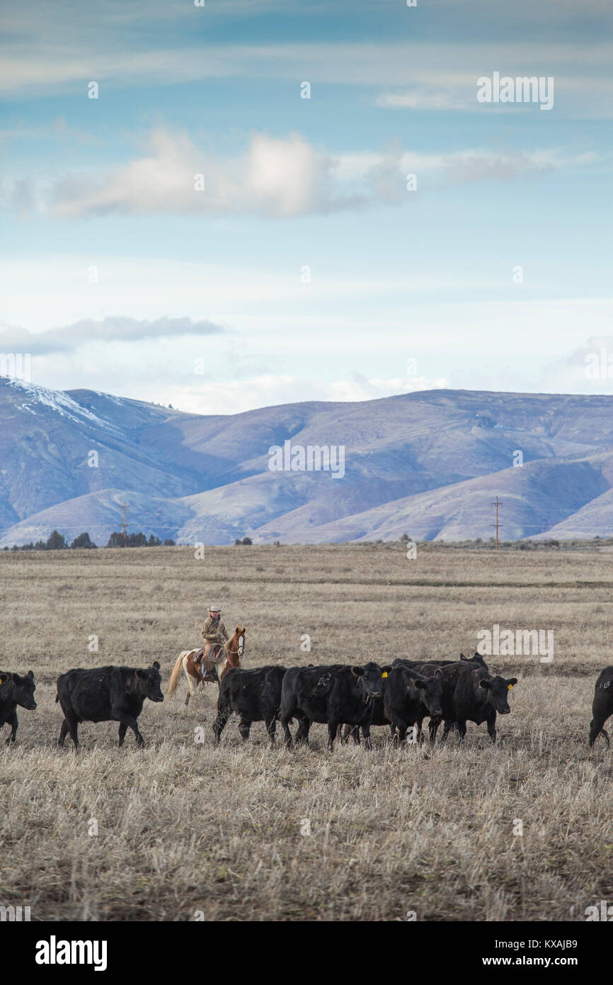 Nuvole sopra il rancher immobilizzare i bovini a cavallo, Oregon, Stati Uniti d'America Foto Stock