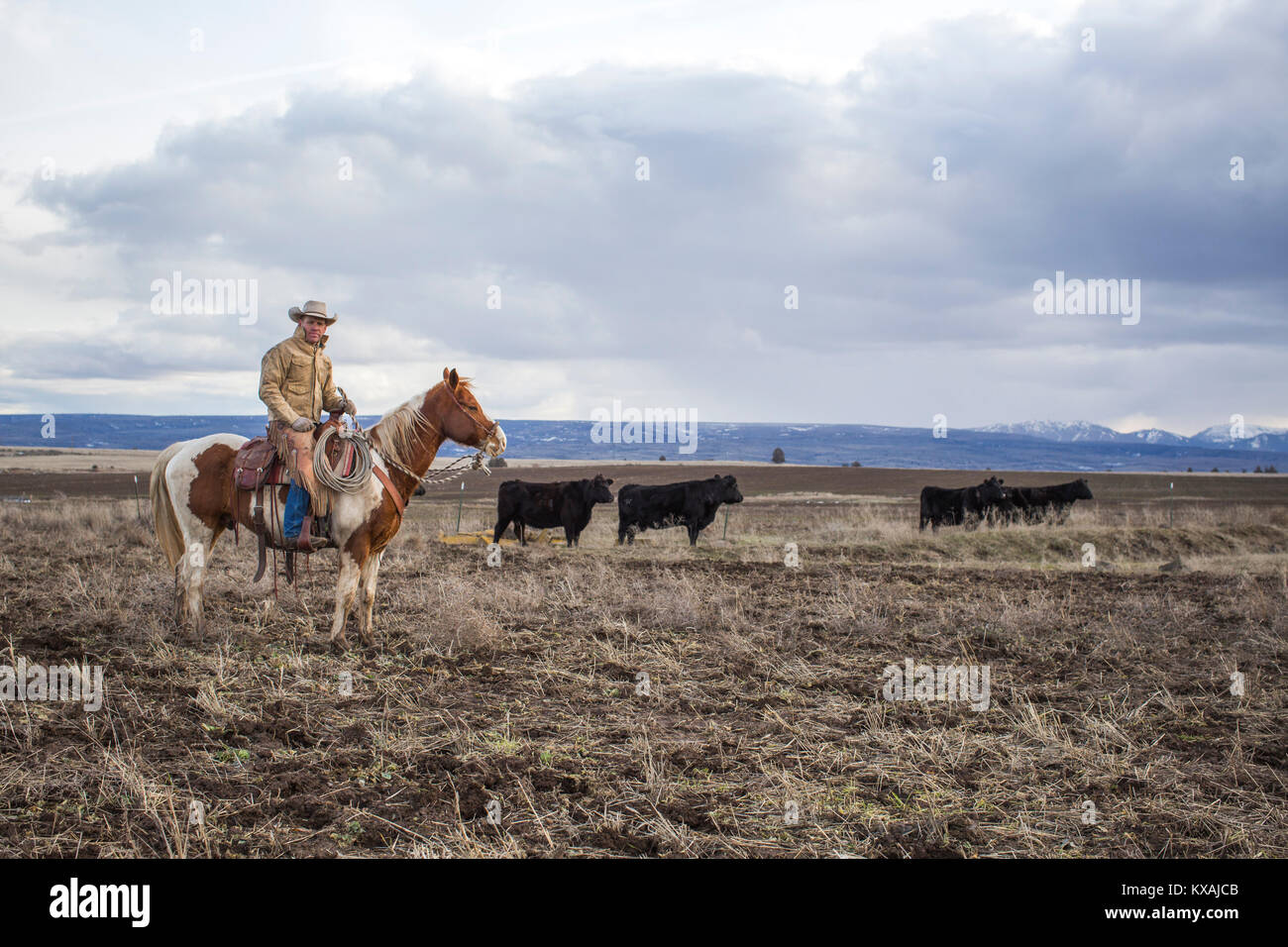 Nuvole sopra il rancher immobilizzare i bovini sul cavallo e guardando la telecamera, Oregon, Stati Uniti d'America Foto Stock Nuvole sopra il rancher immobilizzare i bovini sul cavallo e guardando la telecamera, Oregon, Stati Uniti d'America Foto Stock