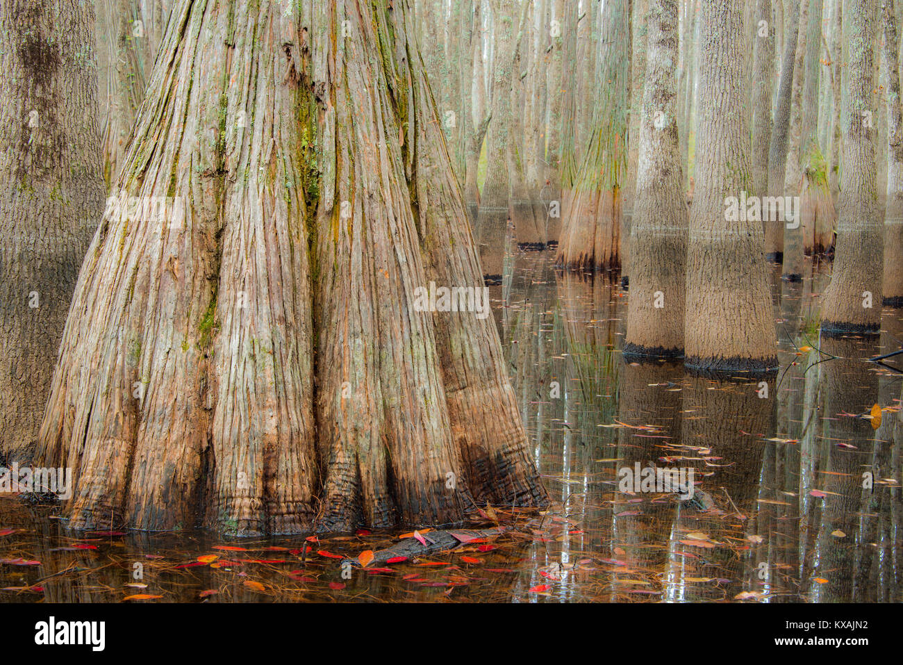 In autunno, cipresso calvo (Taxodium distchum), Stagno cipressi (Taxodium ascendens) Cattedrale patrimonio della baia di preservare la fauna selvatica, S.Carolina, Stati Uniti d'America da Bill Lea/Demb Foto Stock