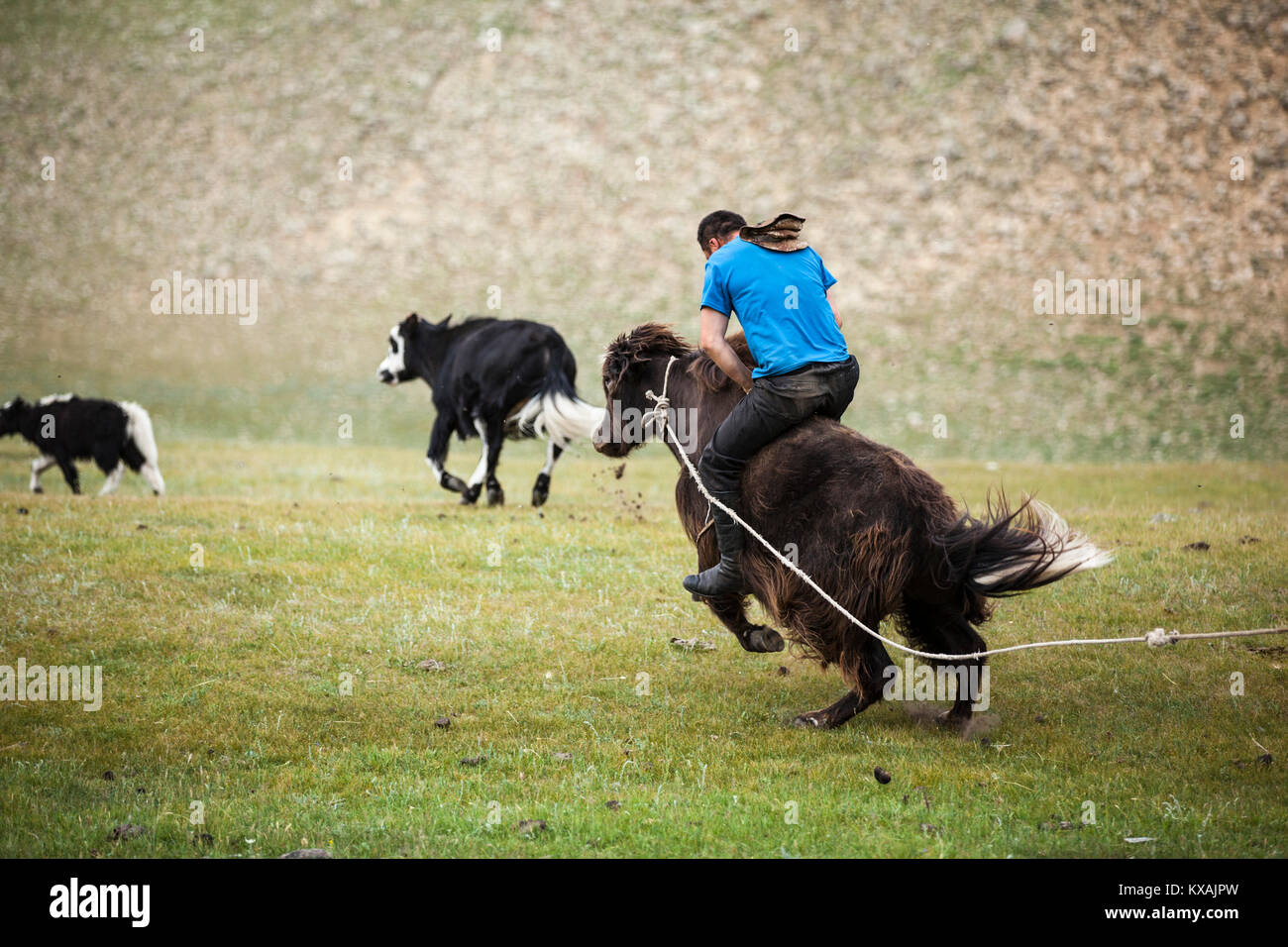 Uomo che cavalca yak bronco, Bulgan, Mongolia centrale Mongolia Foto Stock