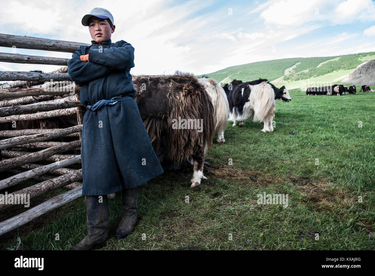 Un nomade mongolo ragazzo al suo yak stabile. Yak in Mongolia è munto due volte al giorno, Bulgan, Mongolia centrale Mongolia Foto Stock