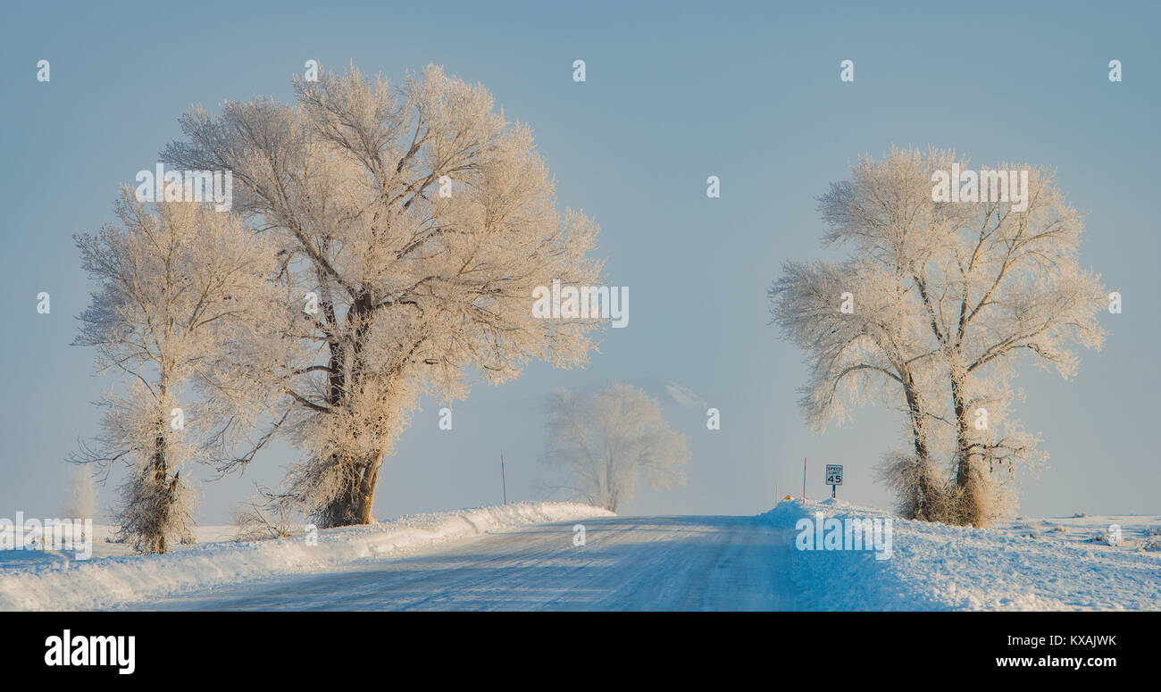 Trasformata per forte gradiente frost, Grand Teton National Park, Wyoming da Bill Lea/Dembinsky Foto Assoc Foto Stock