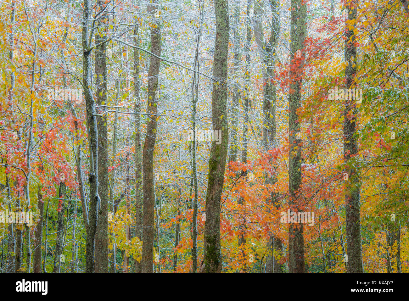 Colore di autunno e luce neve, Great Smoky Mountain NP, Tennessee, da Bill Lea/Dembinsky Foto Assoc Foto Stock