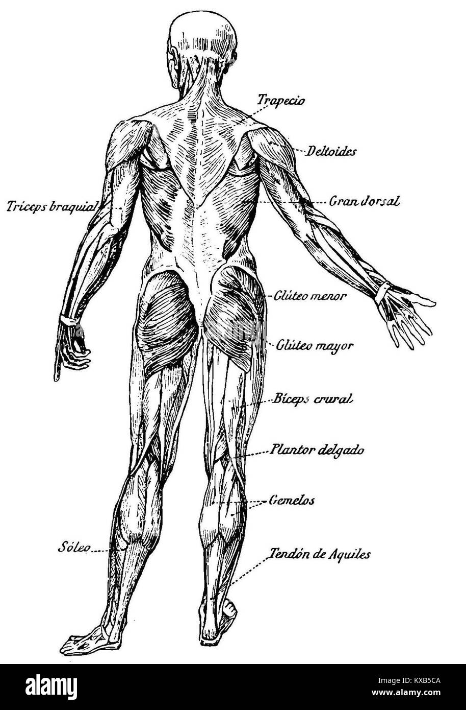 Immagine o riferimento a Grierson 11 Músculos, possibilmente documentando studi anatomici o illustrazioni muscolari in un contesto scientifico o educativo. Foto Stock