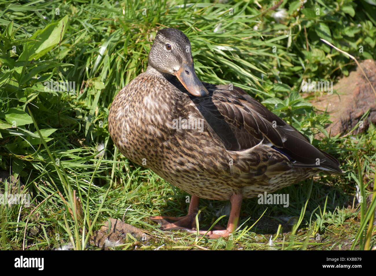 Quack Foto Stock