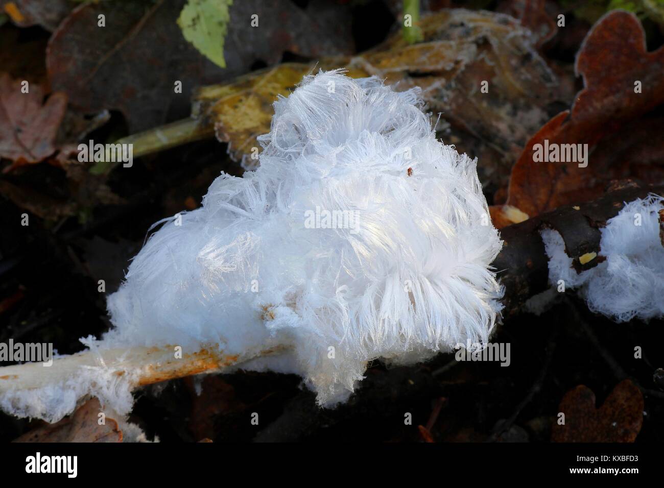 Capelli ghiaccio, noto anche come lana di ghiaccio o brina barba è una rara forma di ghiaccio. Esso è formato come risultato della respirazione capillatory di una singola specie di divertimento Foto Stock