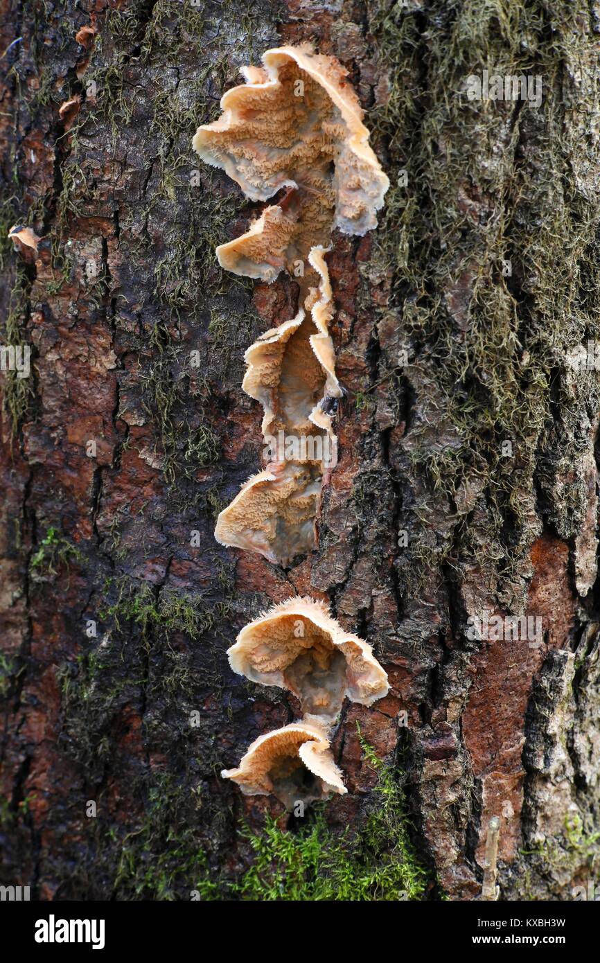 Jelly rot fungus, Phlebia tremellosa, chiamato anche merulius tremante Foto Stock