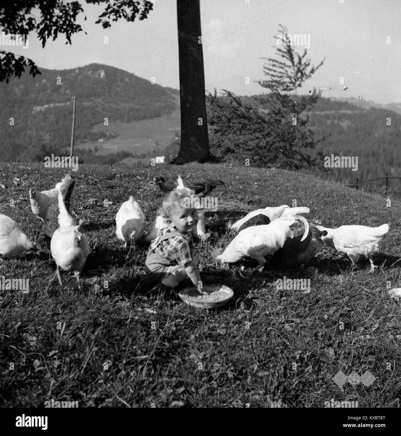 Nel 1959 a Vojsko, in Jugoslavia, Ivan Smodinov viene mostrato nutrire polli, catturando un momento di allevamento rurale del pollame nel contesto agricolo della metà del XX secolo. Foto Stock