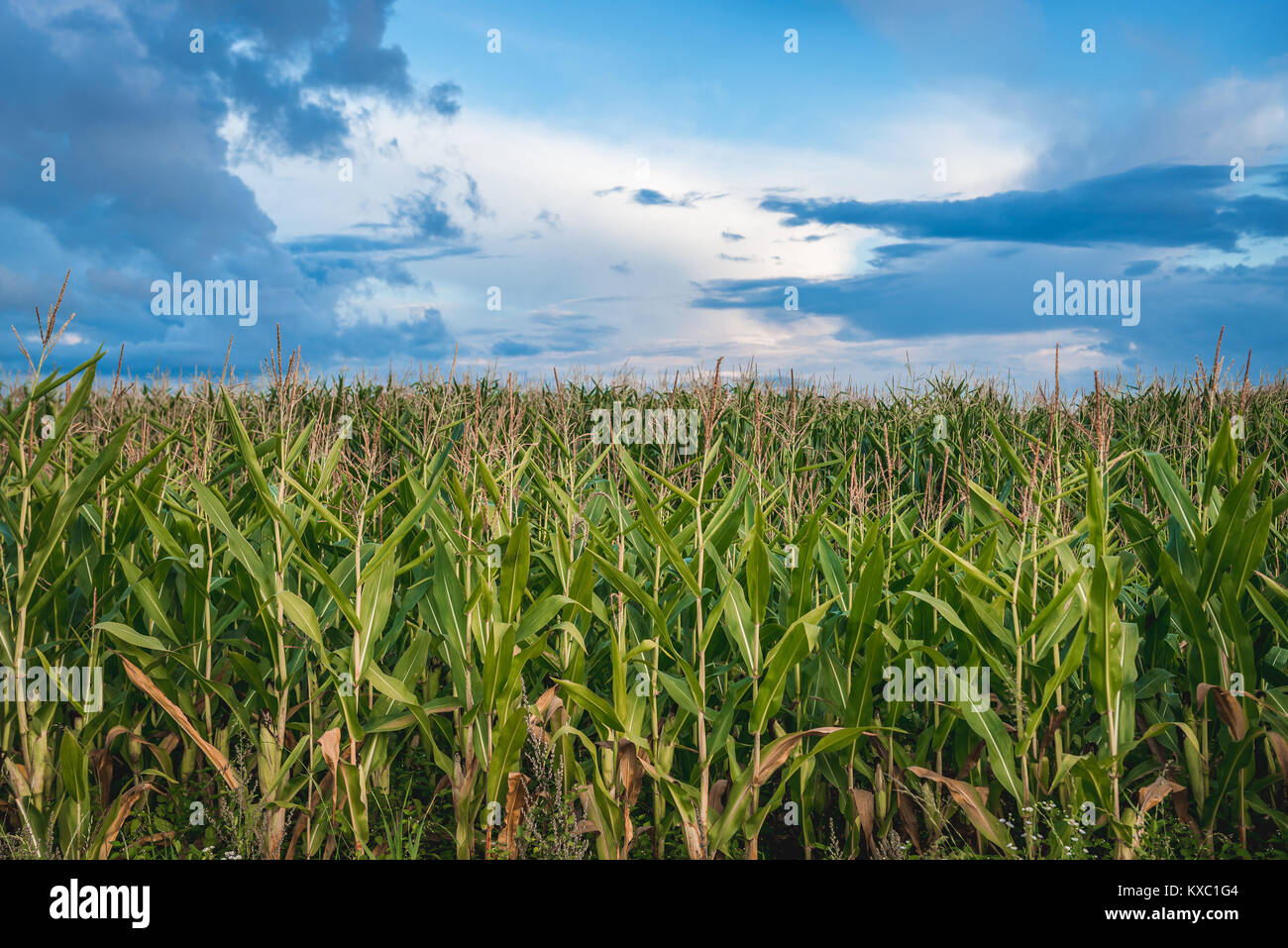 Campo di grano in Warmian-Masurian voivodato di Polonia Foto Stock