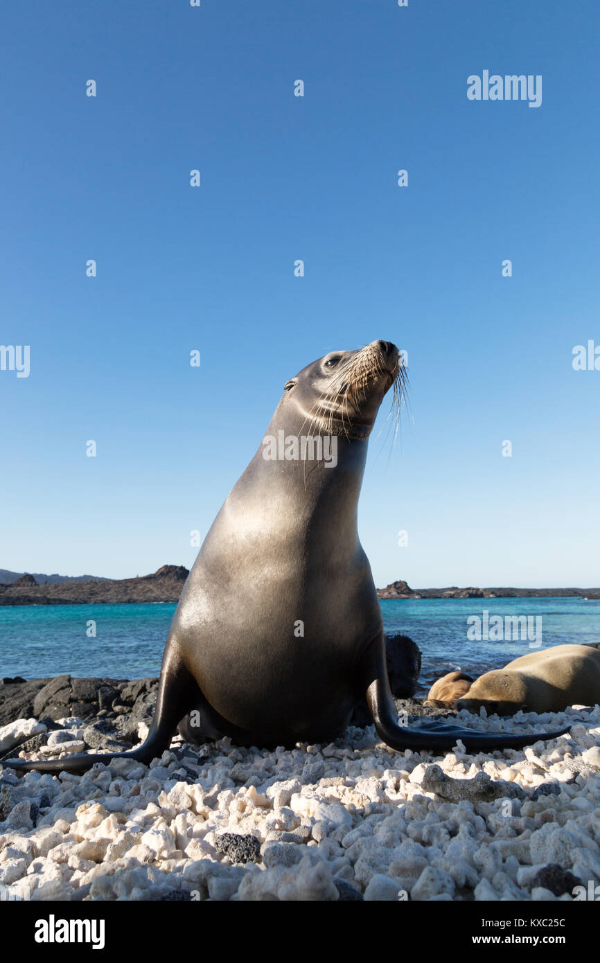 Guarnizione Galapagos lion ( Zalophus wollebaeki ), Cinese Hat isola, isole Galapagos Ecuador America del Sud Foto Stock