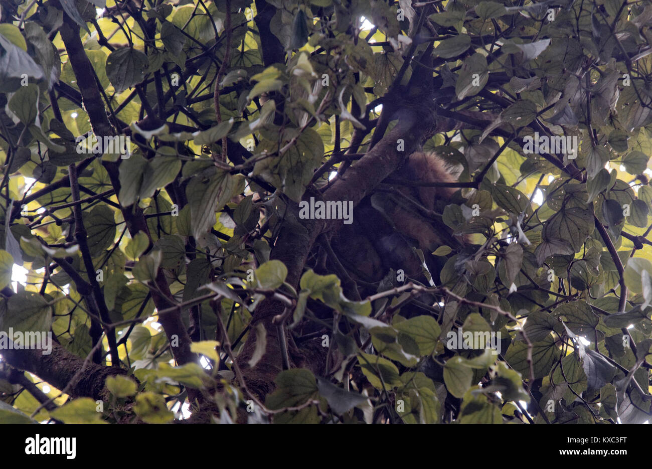 Brown bradipo addormentato in un albero, Monteverde Cloud Forest, Costa Rica Foto Stock