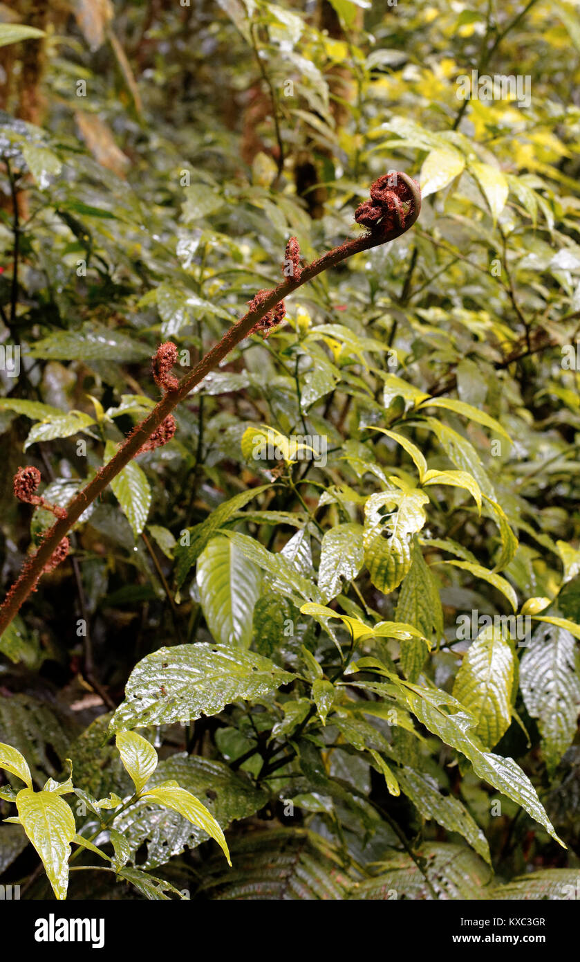 La precipitazione come acqua è catturata su foglie e fogliame in Monteverde Cloud Forest Foto Stock