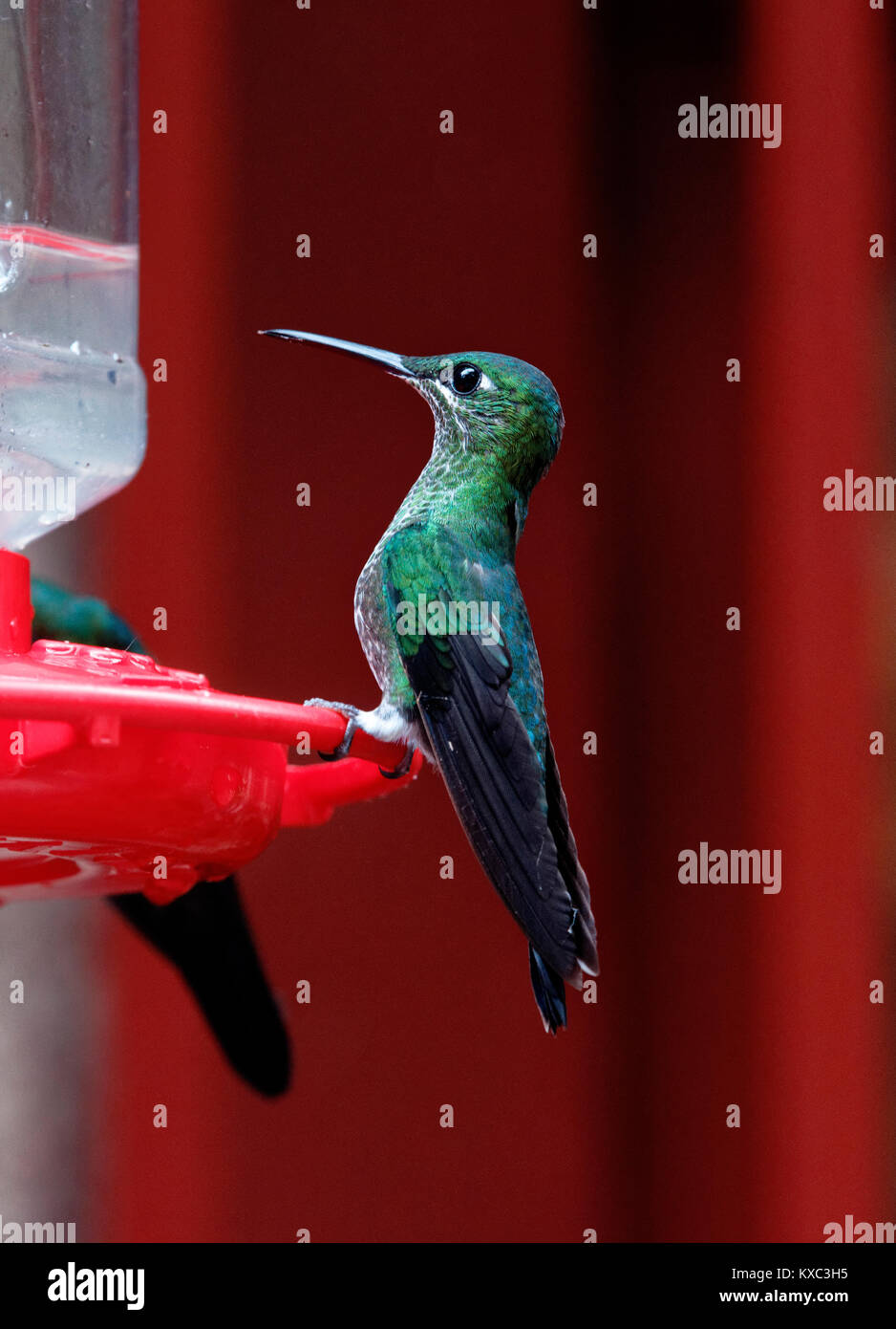 Verde brillante incoronato Hummingbird in corrispondenza di una stazione di alimentazione. Monteverde Cloud Forest Riserve, Costa Rica Foto Stock