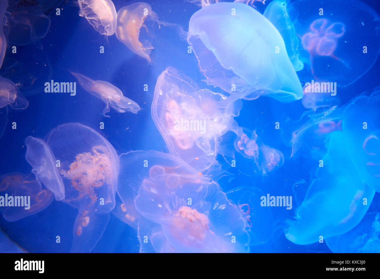 Molte meduse traslucido o medusa o ortica-pesci sono in ballo acqua blu Foto Stock