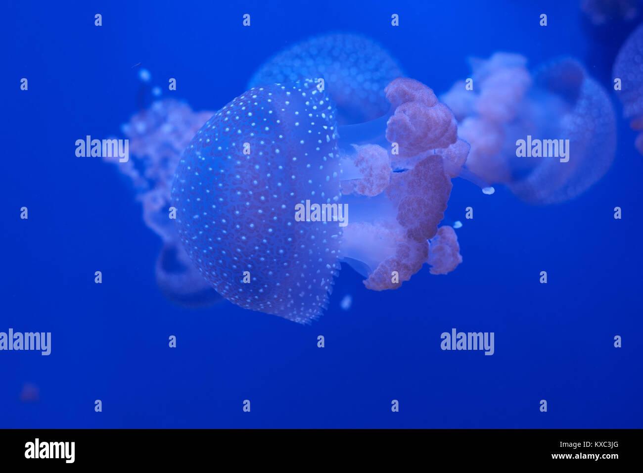 Medusa traslucida o medusa o ortica-pesce in acqua blu Foto Stock