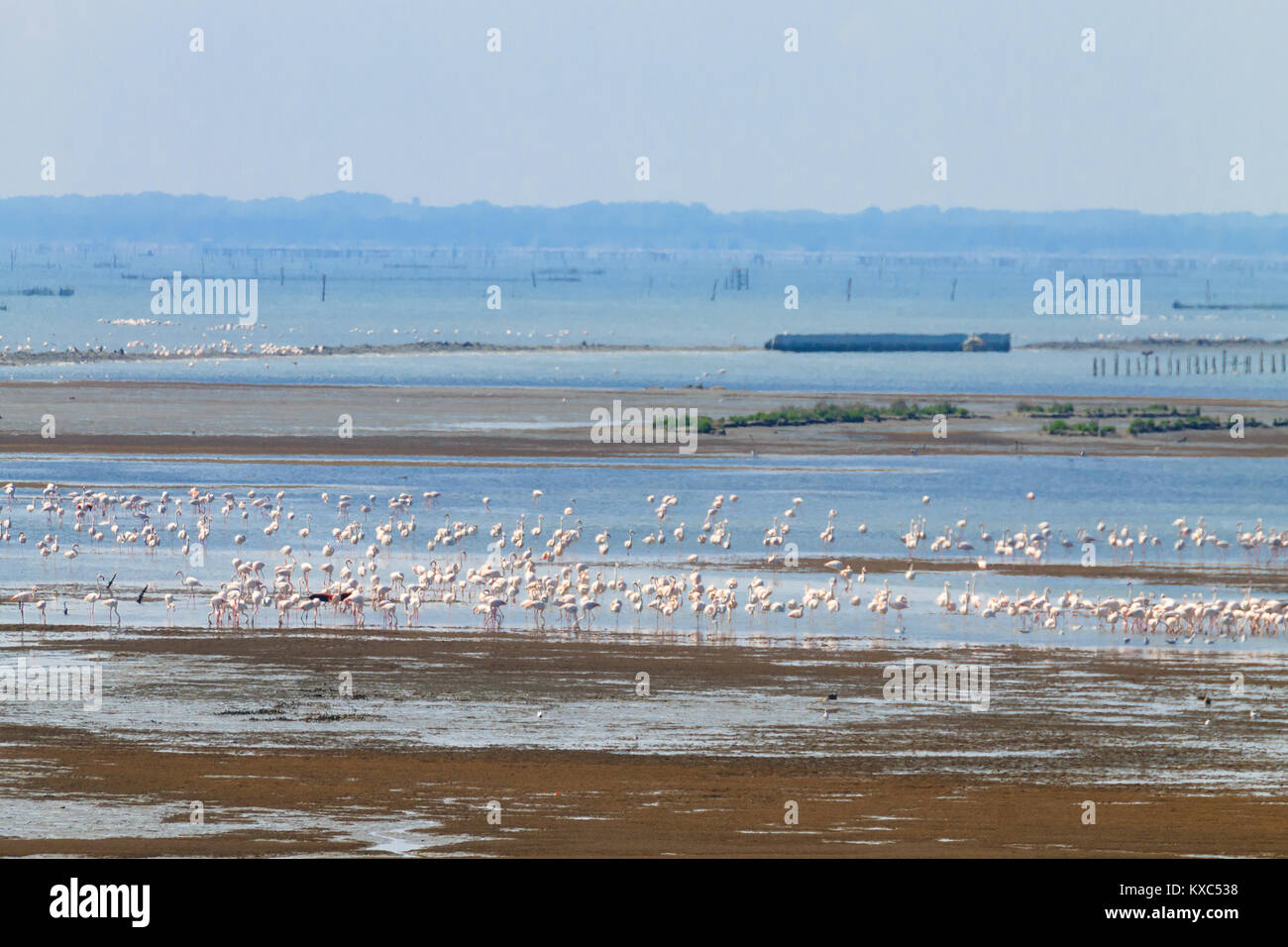 Stormo di fenicotteri rosa da "Delta del Po' laguna, Italia. Panorama della natura Foto Stock