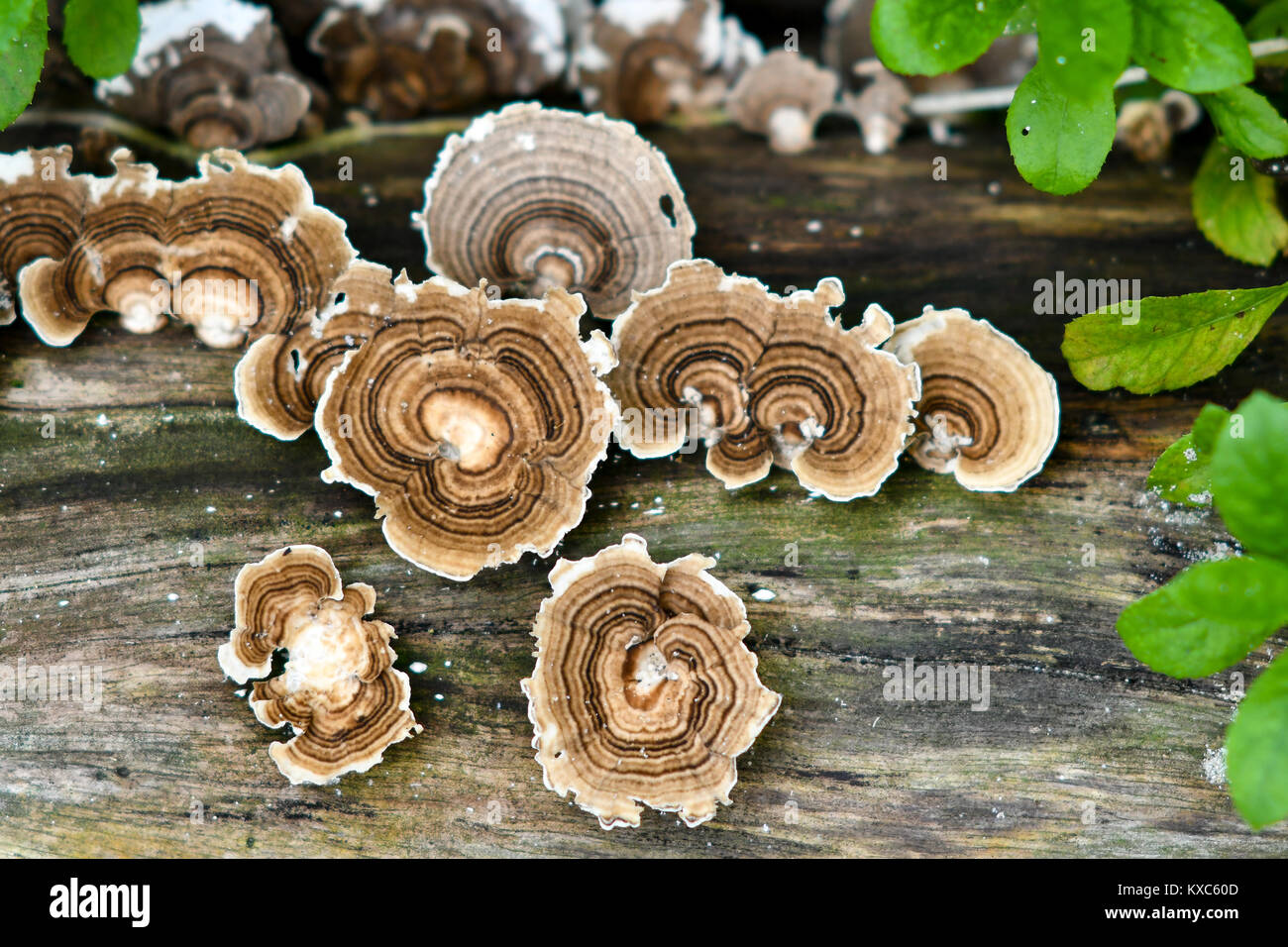 Staffa di funghi Foto Stock