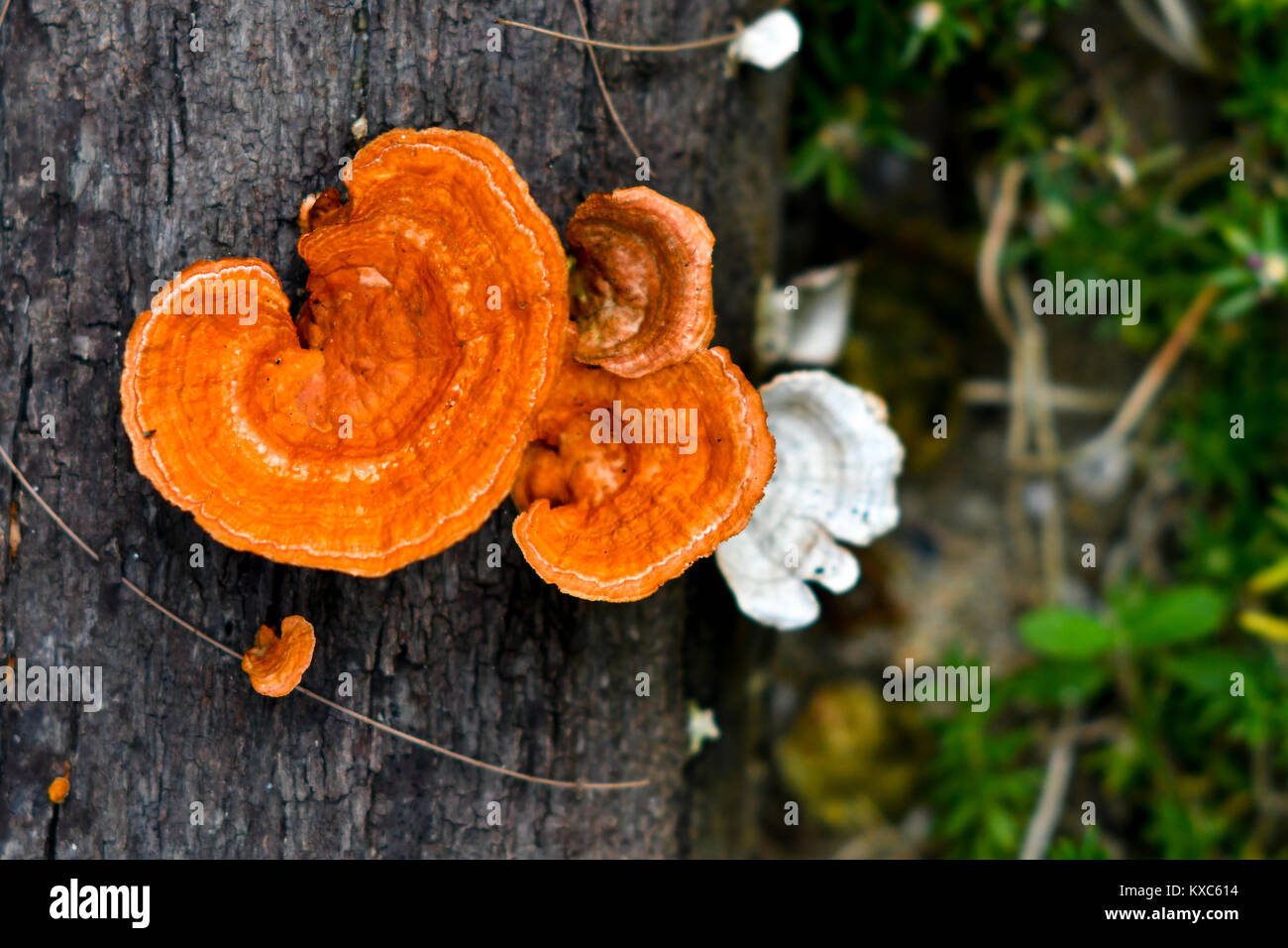 Pycnoporus cinnabarinus Foto Stock