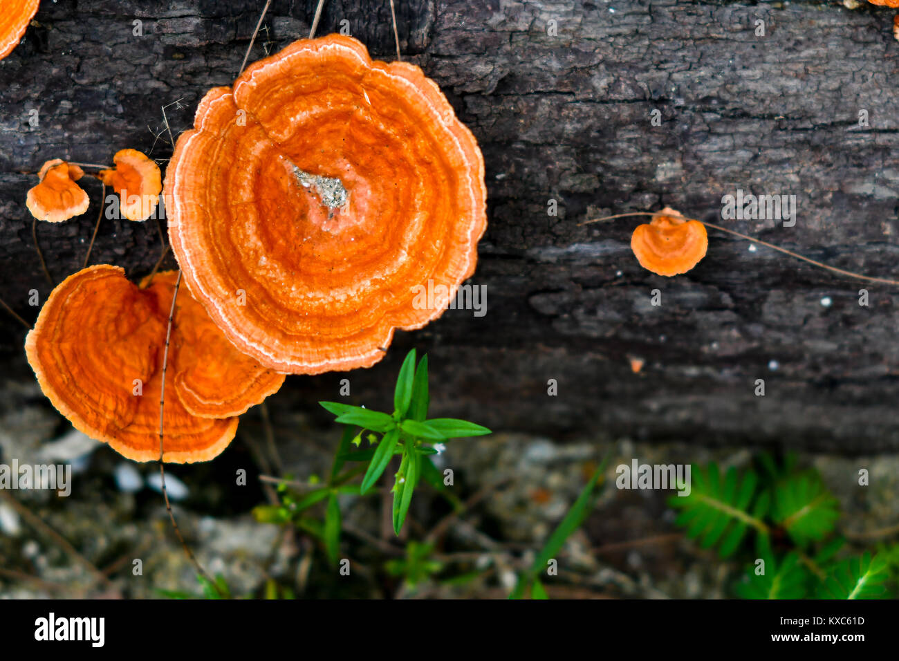 Pycnoporus cinnabarinus Foto Stock