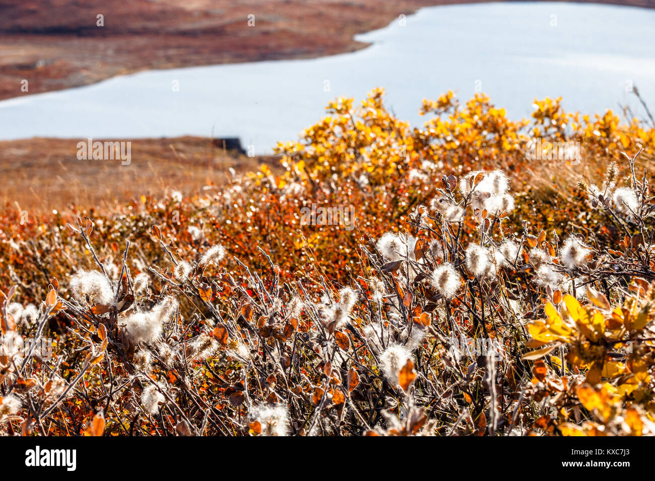 Autunno tundra groenlandese piante con il lago sullo sfondo, Kangerlussuaq in Groenlandia Foto Stock