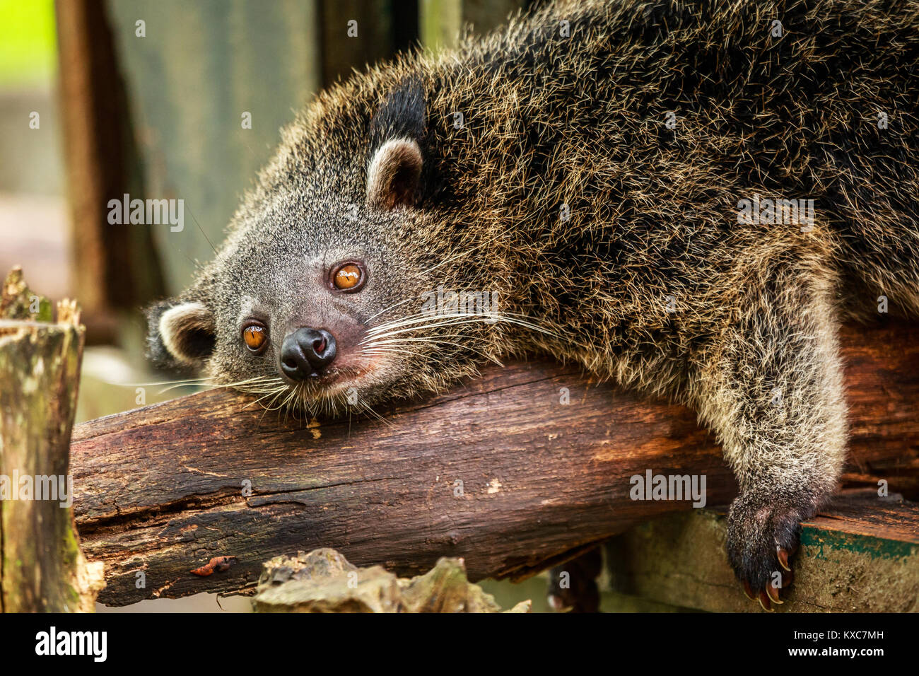 Lazy binturong o philipino bearcat rilassante sull'albero, PALAWAN FILIPPINE Foto Stock