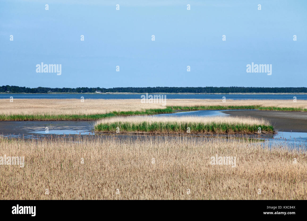 Paesaggio Reed a Bresewitz, Fishland, Meclemburgo-Pomerania, Mar Baltico, Germania, Europa Foto Stock