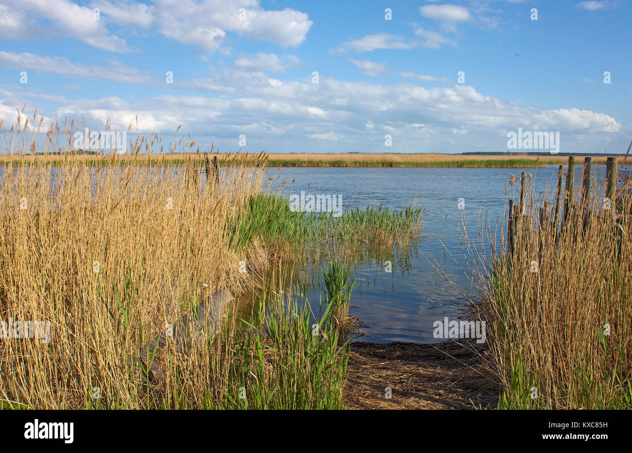 Paesaggio Bodden a Zingster Strom, reed a riva, Zingst, Fishland, Meclemburgo-Pomerania, Mar Baltico, Germania, Europa Foto Stock