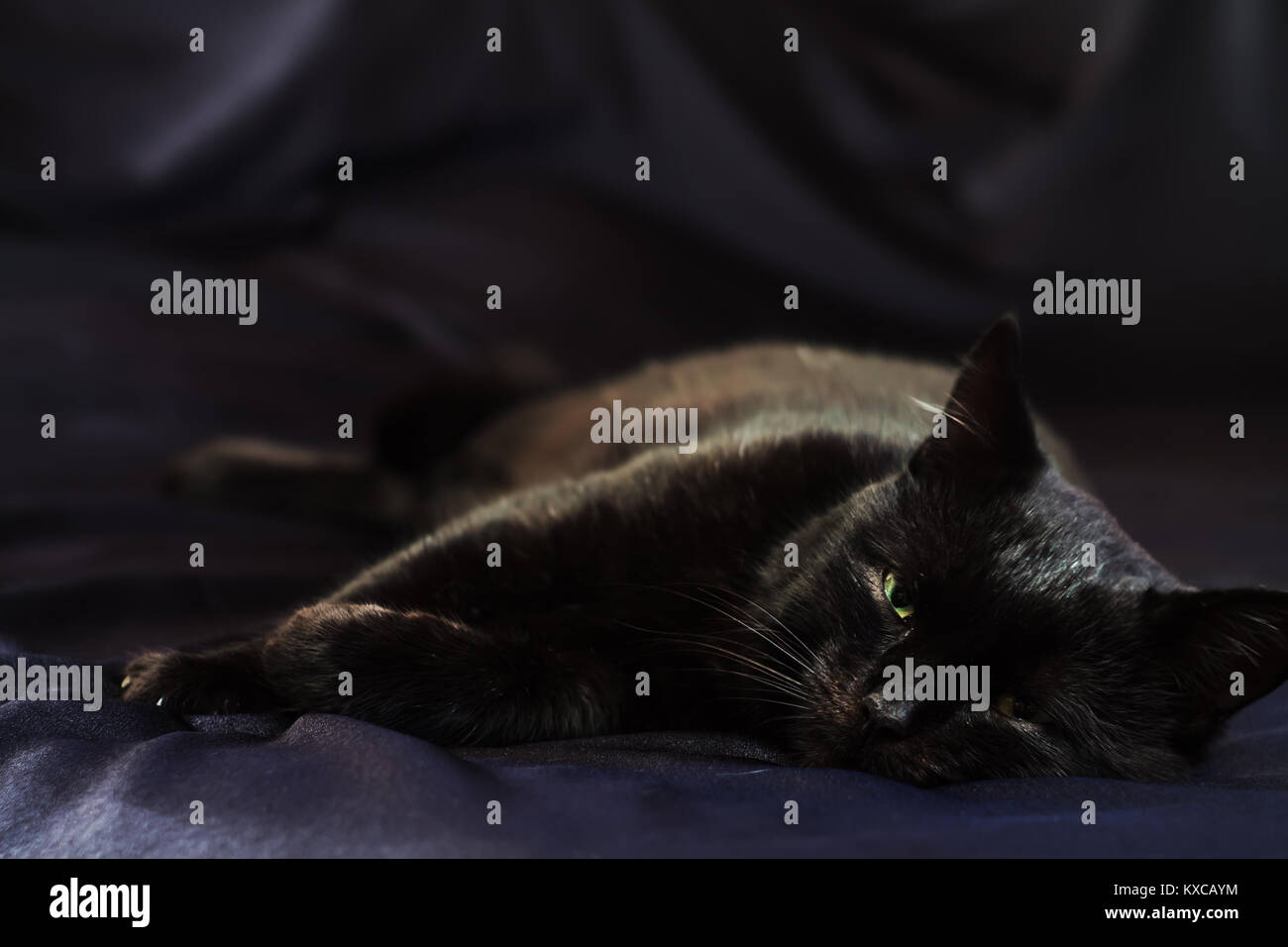 Gatto nero giacenti su uno sfondo scuro closeup Foto Stock