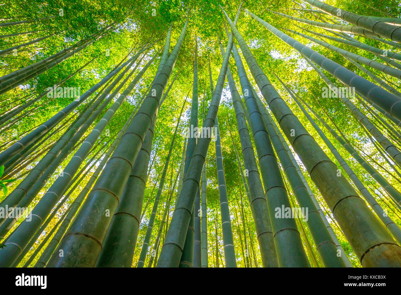 Boschetto di bambù sfondo Foto Stock