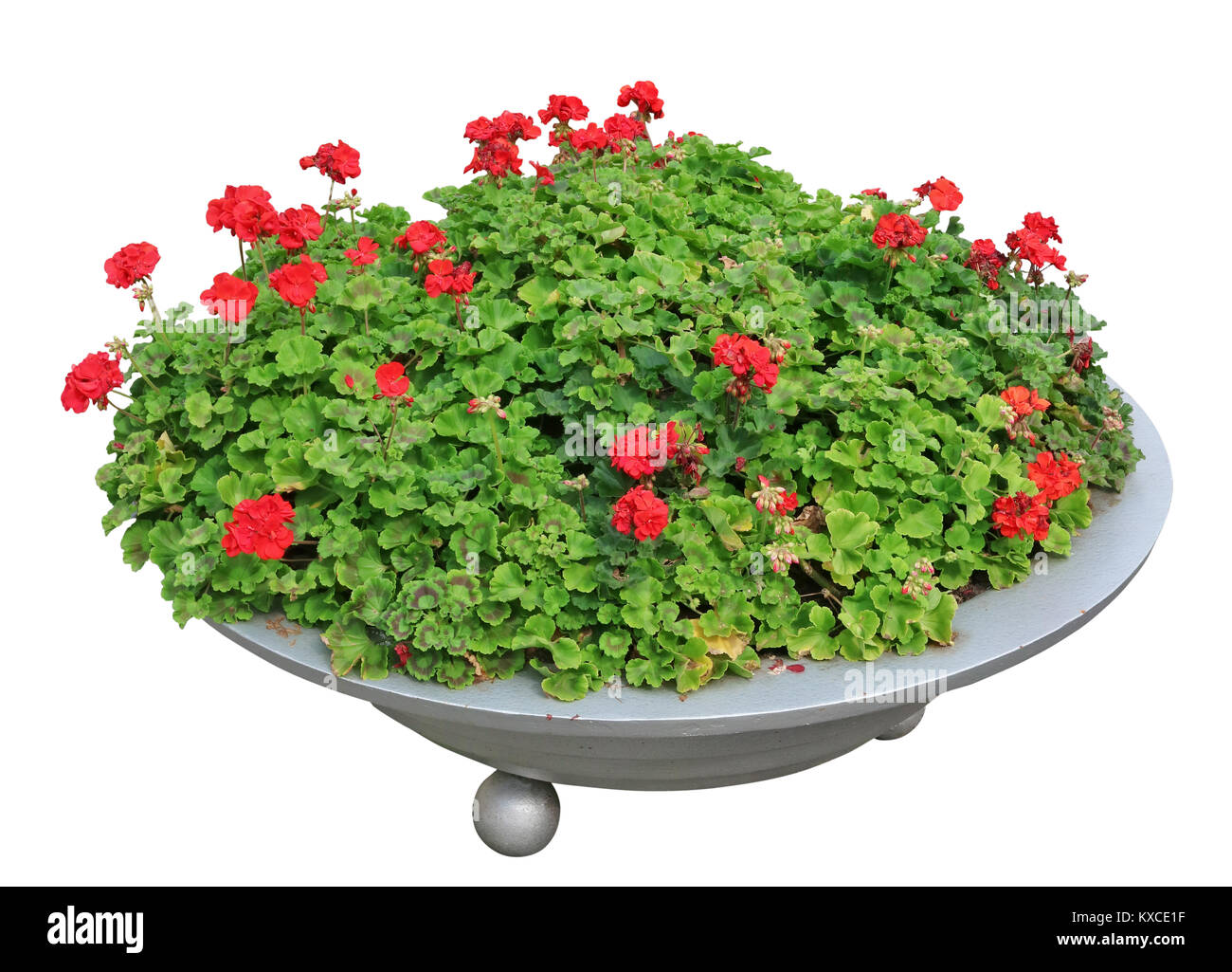 Bel rosso geranio i fiori sbocciano in un round vaso di metallo su una strada della citta'. Isolato su bianco con patch autunno immagine esterna Foto Stock