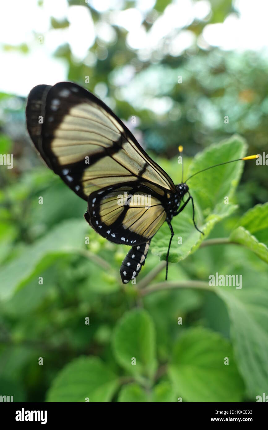 Farfalla a coda di rondine Foto Stock
