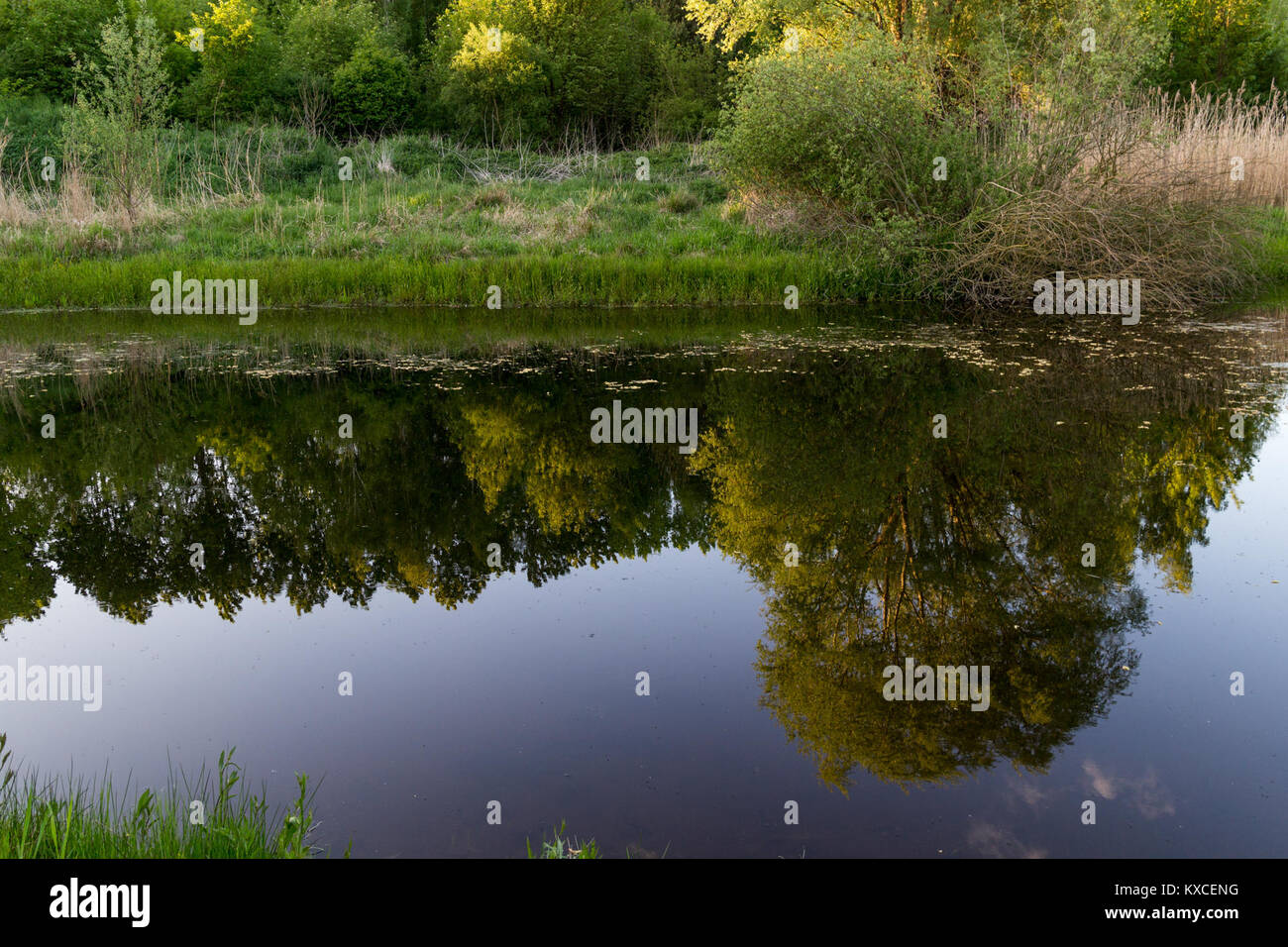 L'immagine scattata il 10 maggio 2015 mostra parte dell'area di conservazione del paesaggio di Hönower Weiherkette a Berlino-Marzahn, in Germania, una catena di dodici stagni e laghi formati in una fossa glaciale, significativa per la biodiversità locale e l'uso ricreativo. Foto Stock