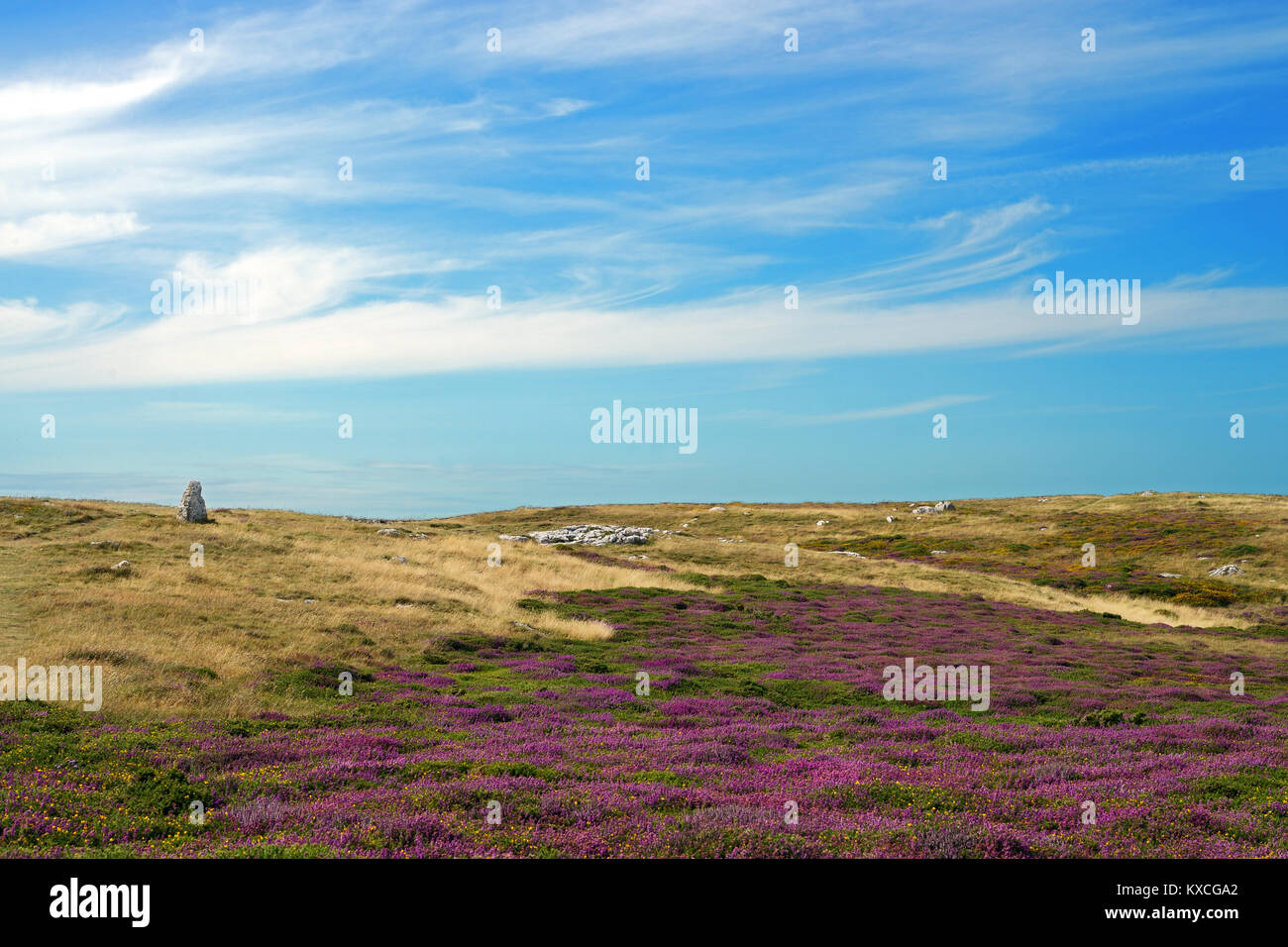 Calcare heath, qui sul Great Orme nel Galles del Nord, è raro habitat. Una quantità considerevole di lisciviazione del suolo è necessaria prima che si possono sviluppare. Foto Stock