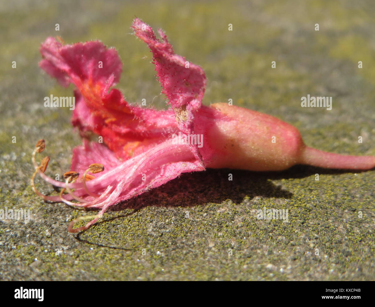 Fotografia scattata il 23 maggio 2017 che mostra l'albero ibrido Aesculus x carnea (castagno rosso) con i suoi caratteristici ammassi di fiori rossi e fogliame verde. Foto Stock