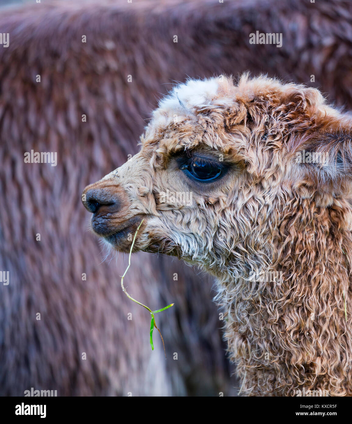 ALPACA (Vicugna pacos). Specie animali domestiche di South American camelid Foto Stock
