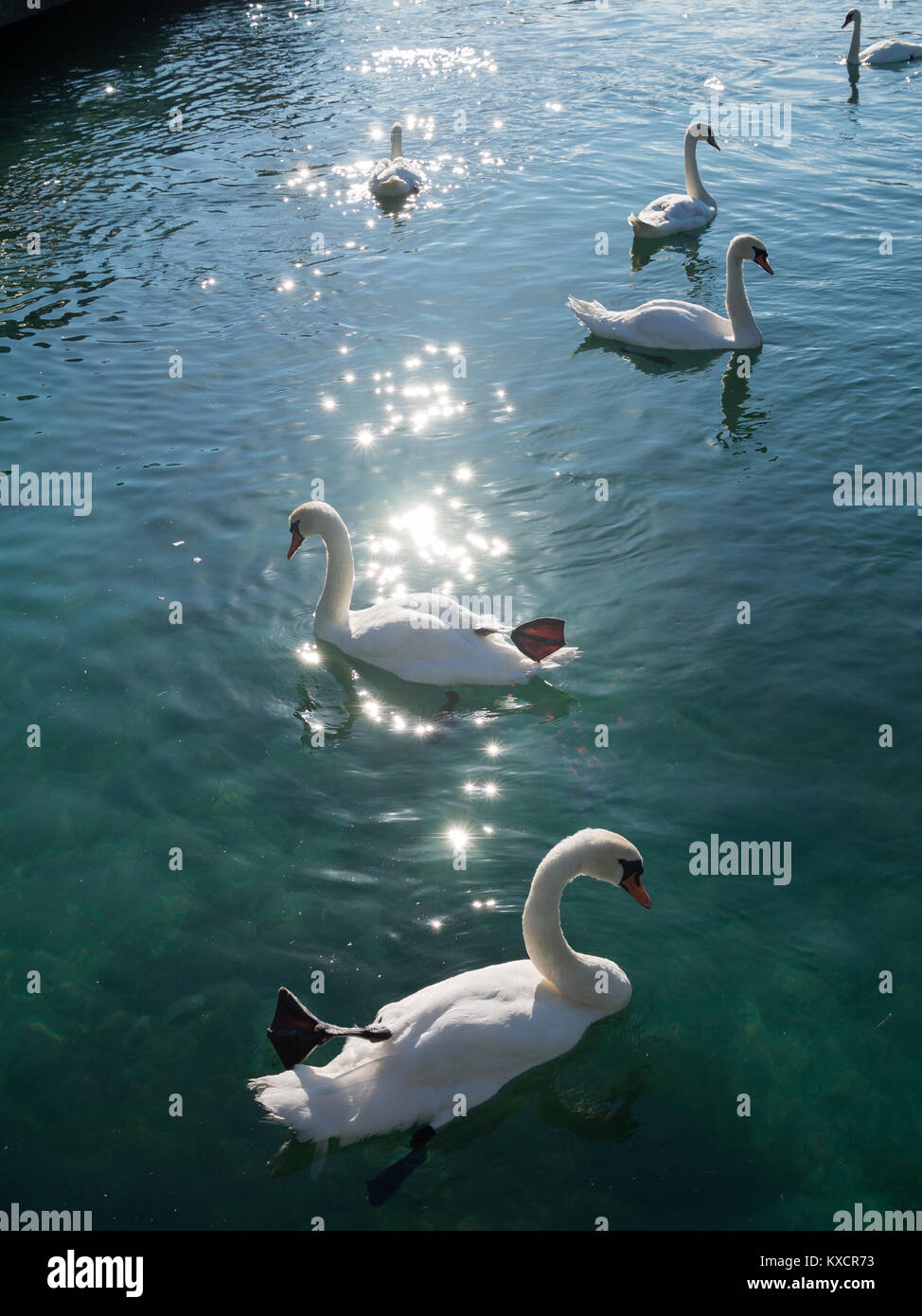 Cigni nel lago di Ginevra Foto Stock