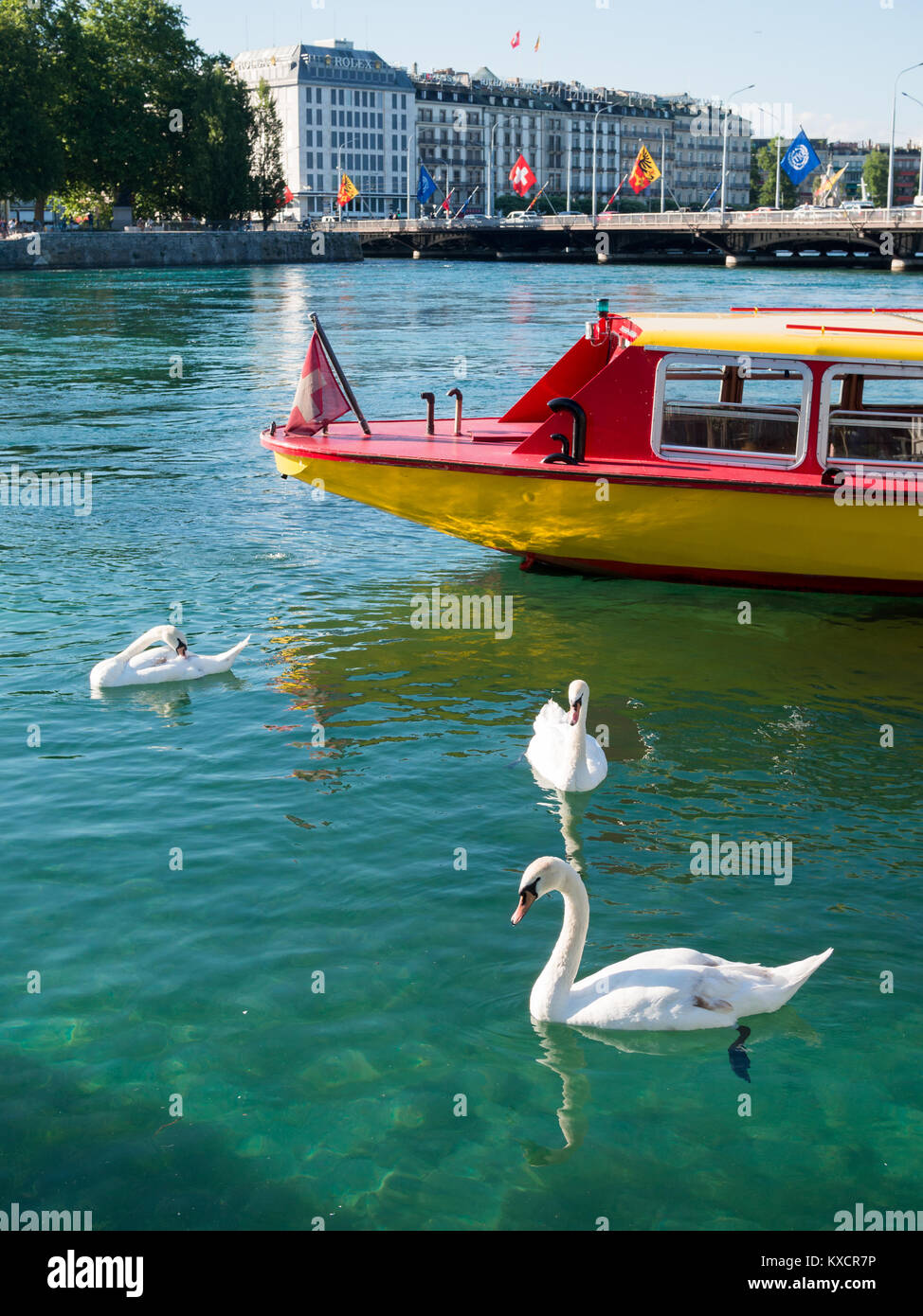 Cigni da un lago di Ginevra ferry boat Foto Stock