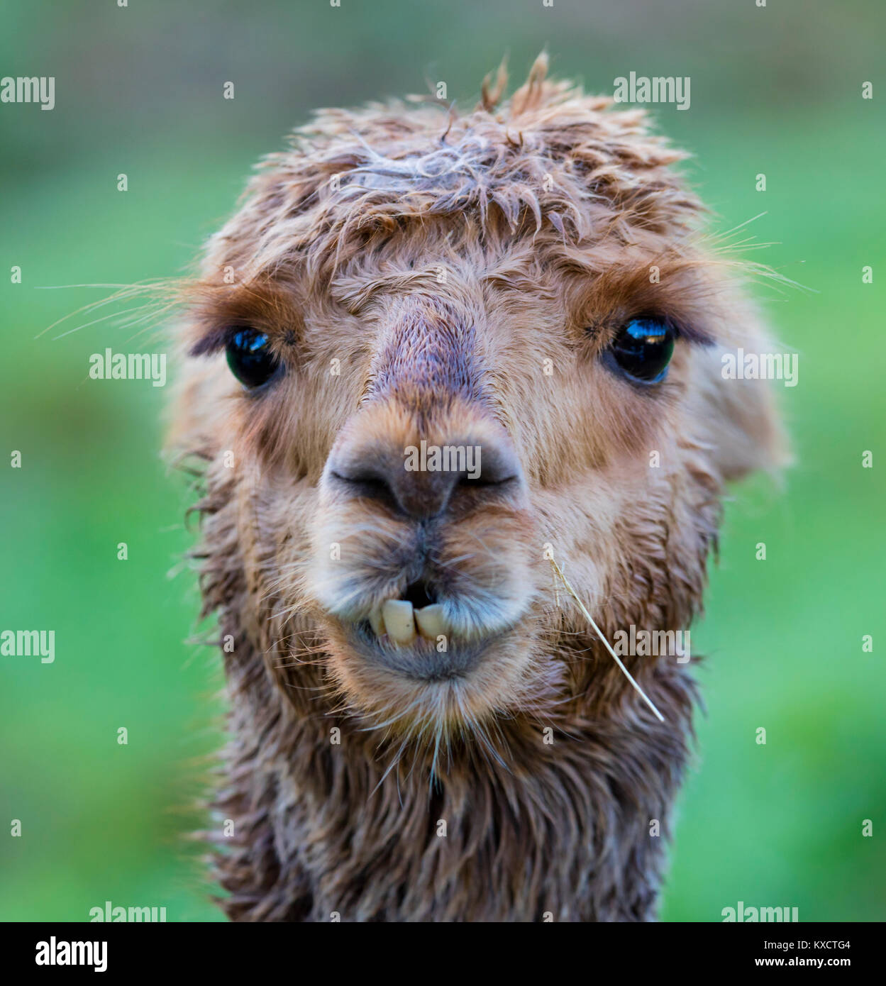 ALPACA (Vicugna pacos). Specie animali domestiche di South American camelid Foto Stock