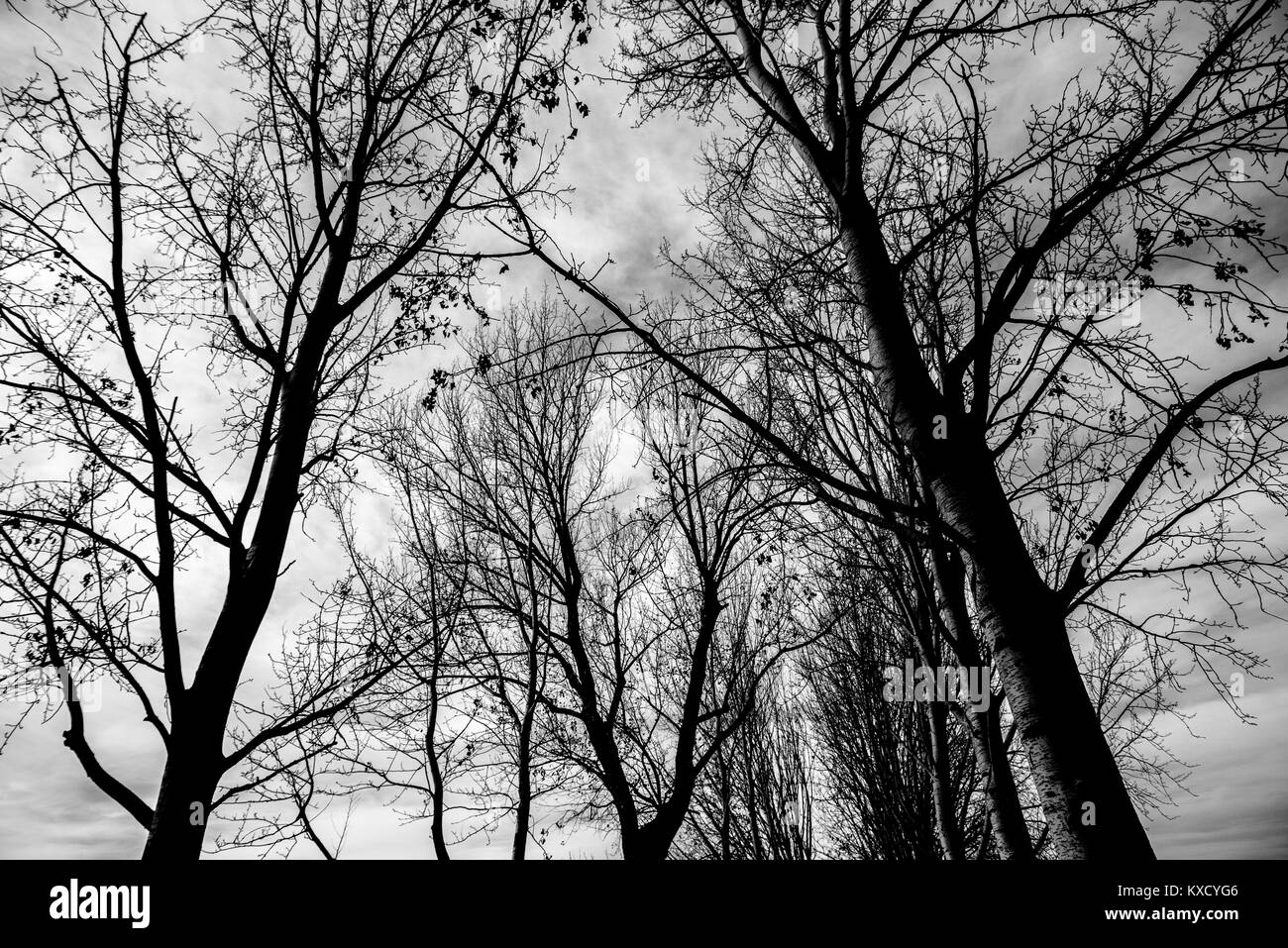 Silhouette di alberi in un parco cittadino, grandangolo, vista da sopra Foto Stock