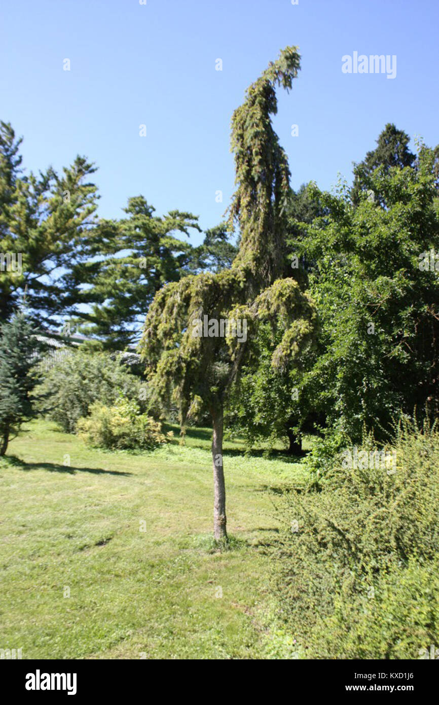 Un'altra immagine tratta dalla serie di fotografie delle piante “5.díl” scattata a Brno-Komín, Repubblica ceca; specie vegetali non specificate. Foto Stock